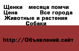 Щенки 4 месяца-помчи › Цена ­ 5 000 - Все города Животные и растения » Собаки   